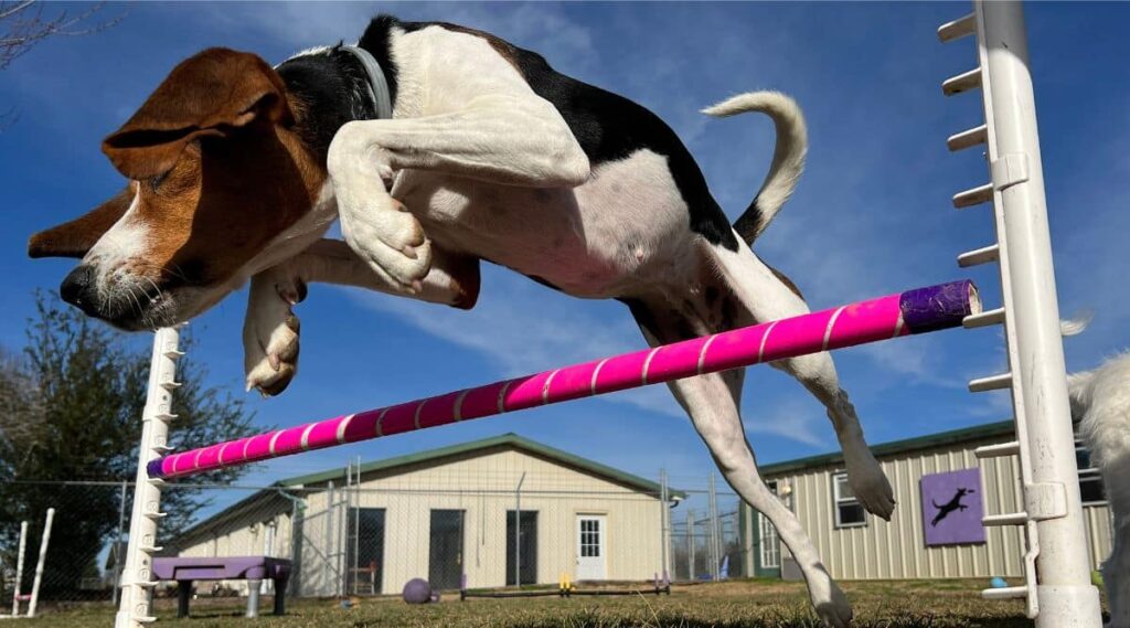 Dog jumping over a pole.