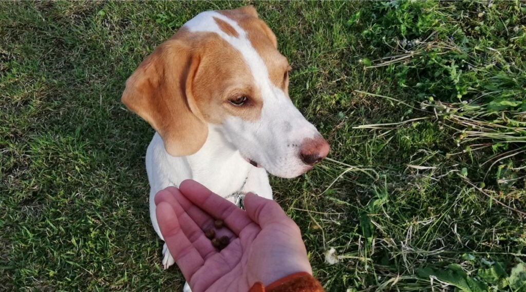 Treeing Walker Coonhound eating out of a human hand outside