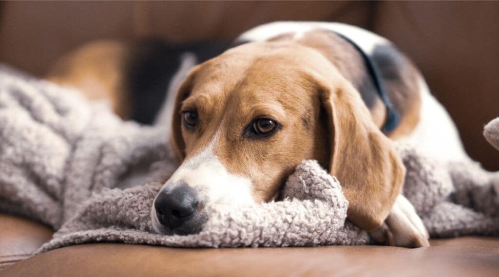 Treeing Walker Coonhound laying down on the ground with Coat and Colors up close