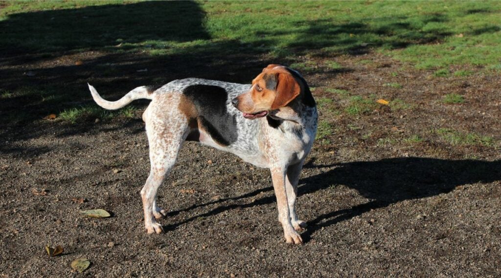 Treeing Walker Coonhound outside needing Grooming