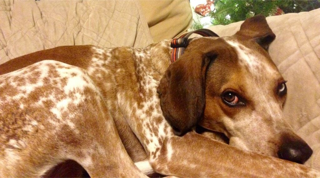 Treeing Walker Coonhound sleeping on a sofa