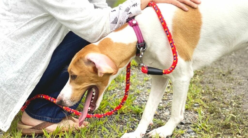 Treeing Walker Coonhound with Health issues being comforted by woman