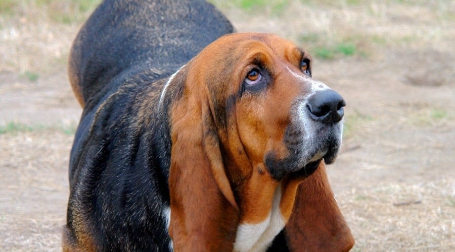 Tri-Color Dog Outside Roaming