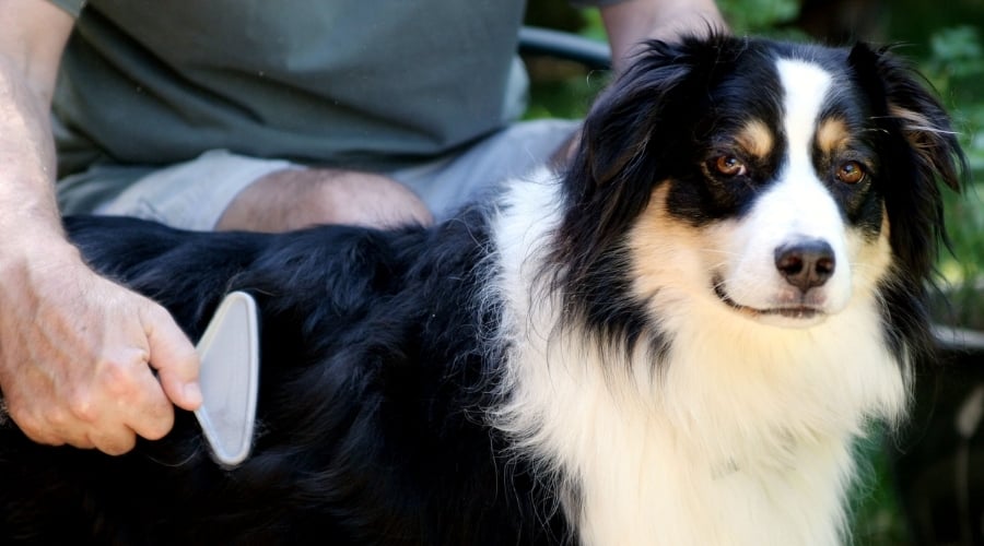 Tri Color Dog Getting Brushed