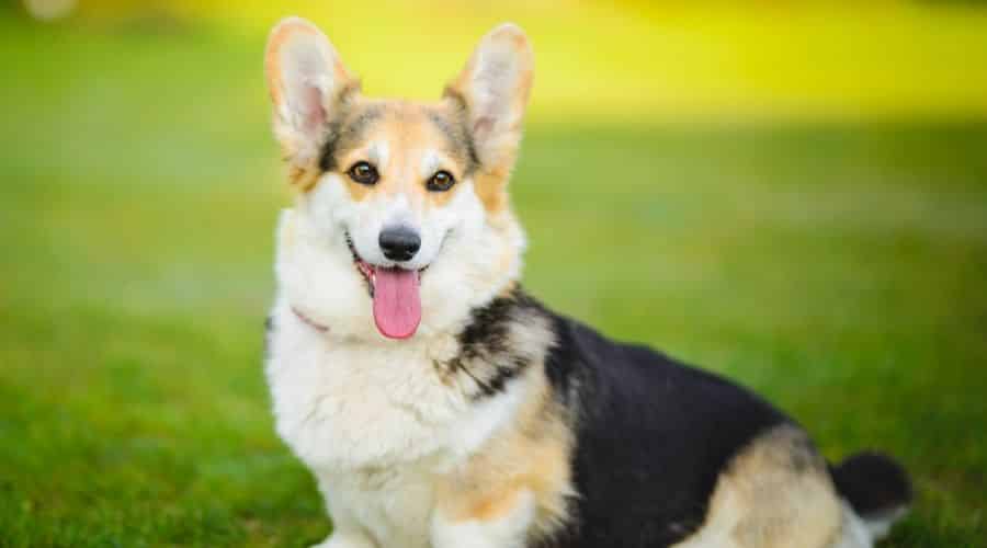 Tri-Color Pembroke Welsh sitting in grass