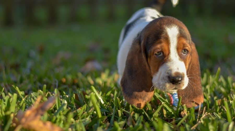 Tri Color Puppy