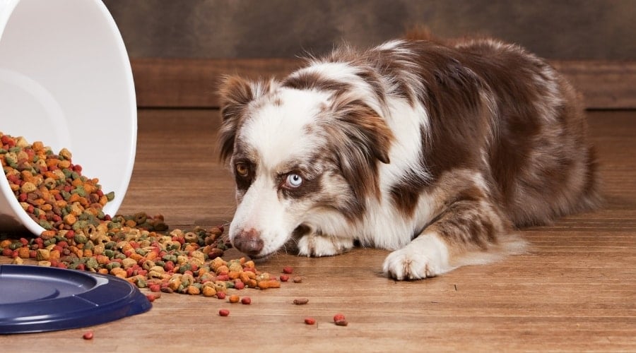 Tri Colored Dog Eating Dog Food