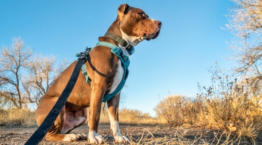 Tri-colored Pit Bull wearing collar, harness and leash sitting near a field.