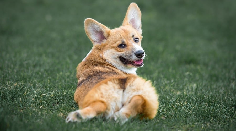 Tri Colored Pup in Grass