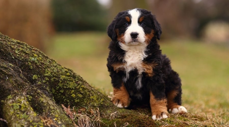 Tri Colored Puppy Outdoors