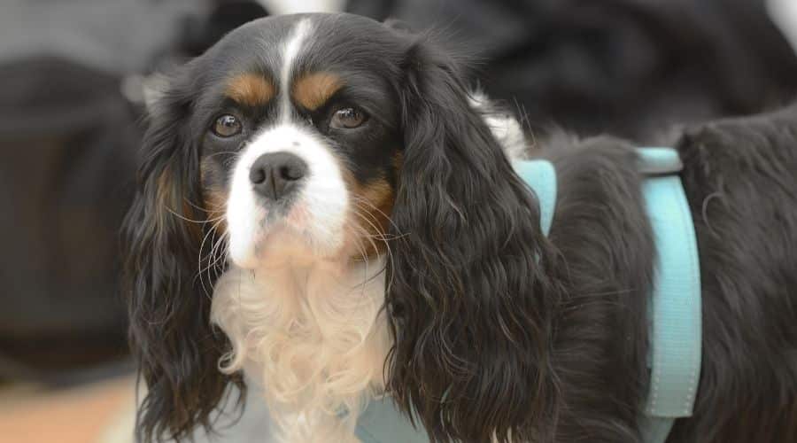 Tricolor Cav in Harness