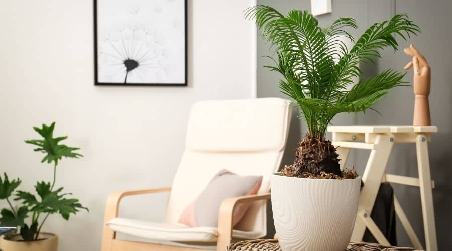 Good looking sago palm trees growing in pot indoors.