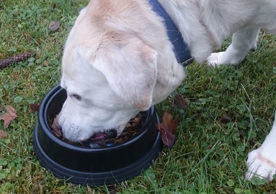Tucker eating from JW Skid Stop best plastic dog bowl