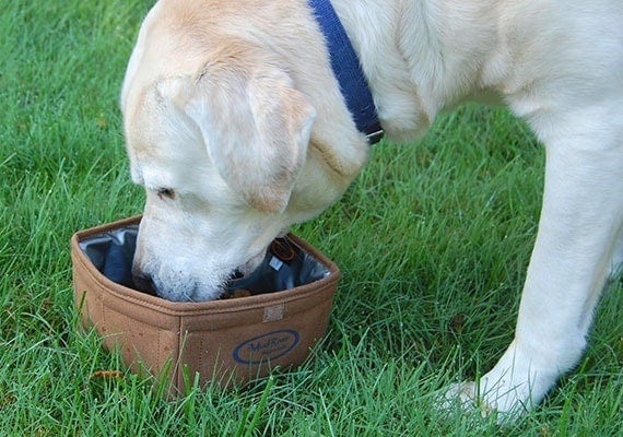 Tucker, the Yellow Labrador Retriever, eating food from Mud River Oasis collapsible dog bowl