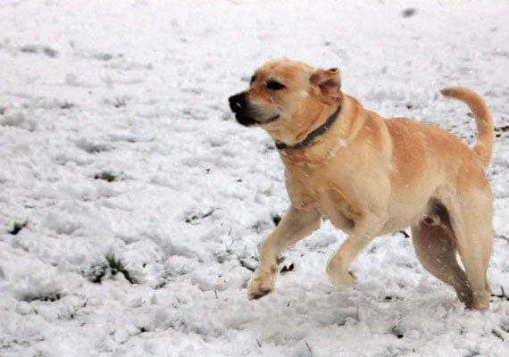 Tucker, the Yellow Labrador Retriever, no-spill bowl tester