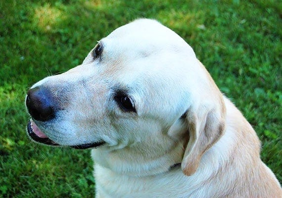 Tucker the yellow Labrador Retriever, our fifth slow-feed dog bowl tester.