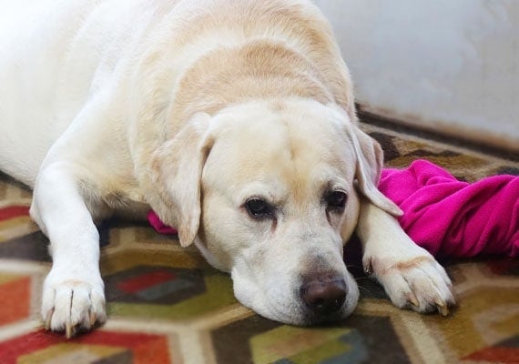 Tucker, the Yellow Labrador Retriever, taking a rest while the ceramic bowls are being set up