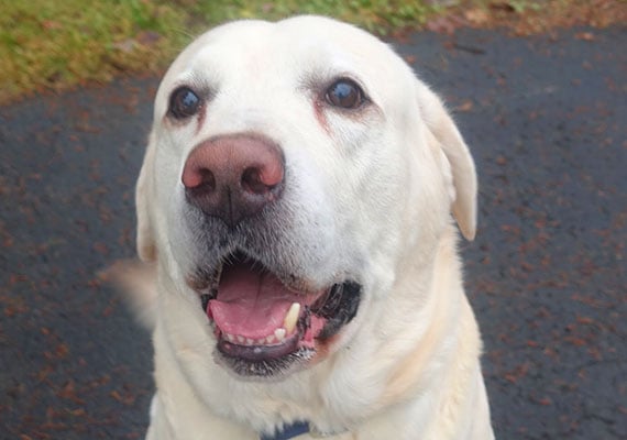 Tucker, the Yellow Labrador Retriever, plastic dog bowl reviewer