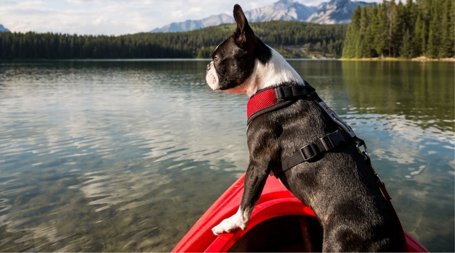 Tuxedo Colored Dog in Training