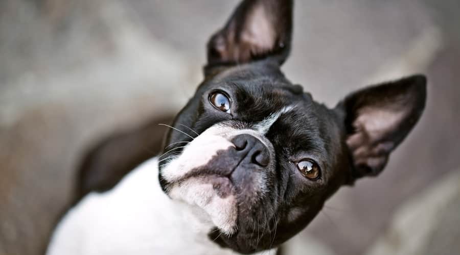 Tuxedo Dog Breed