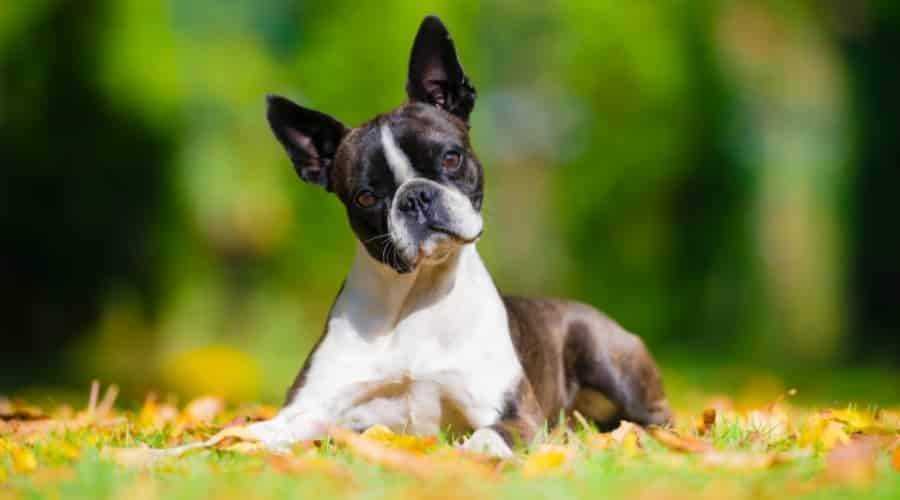 Tuxedo Dog Looking at Camera