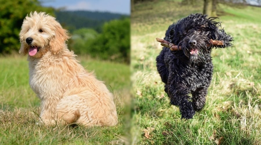 Two Active Dogs Outdoors in Grassy Field