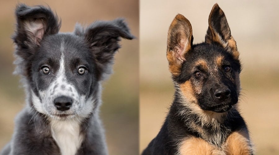 Two Adorable Puppies