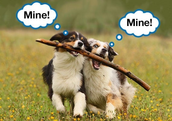 Two Australian Shepherds fighting over a stick trying to tug it off each other