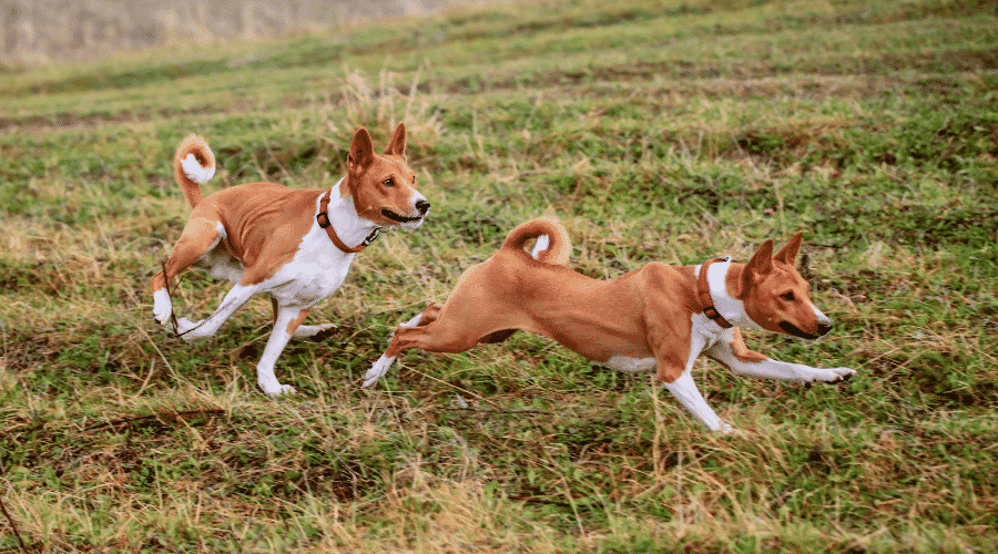 Two Basenji dogs running in autumn meadow