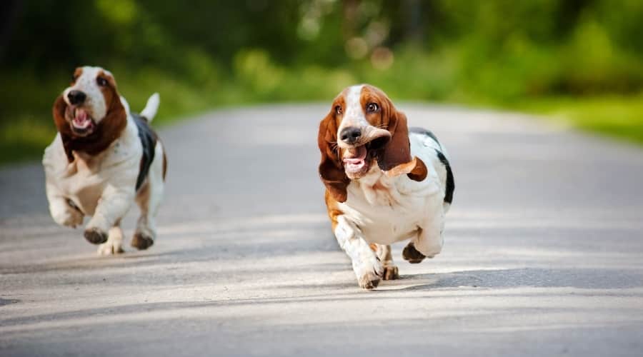 Two Basset Hounds Running on Asphalt