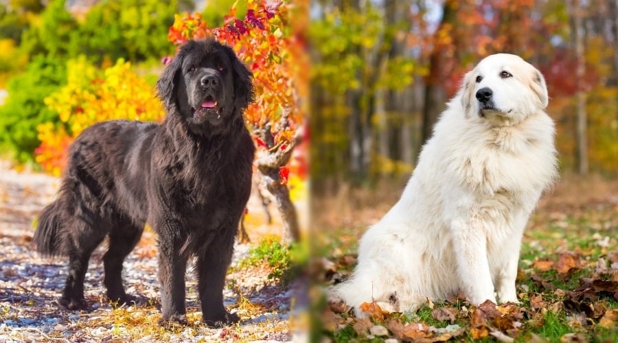 Two Beautiful Fluffy Dogs in Woods