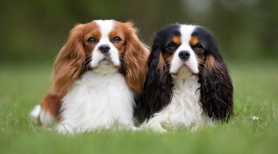 Two Beautifully Colored Dogs in Grass