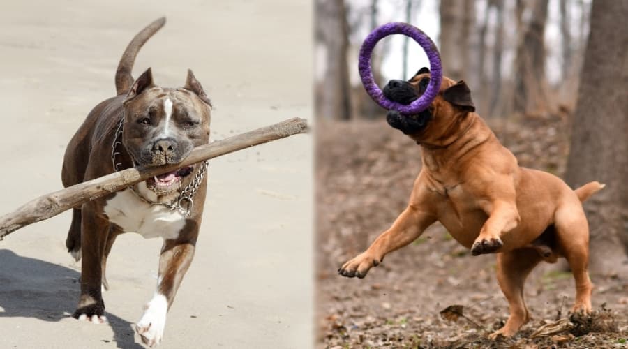Two Big Dogs Playing With Toys