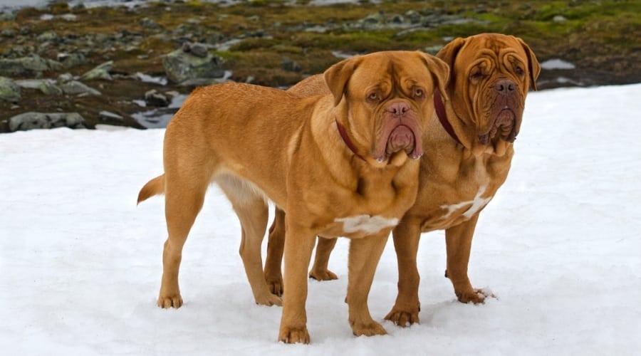 Two Big Dogs in Snow Outdoors