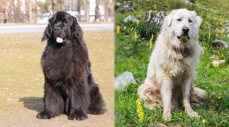 Two Big Fluffy Dog Breeds During Training