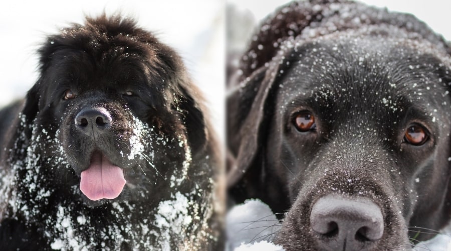 Two Black Dogs Compared