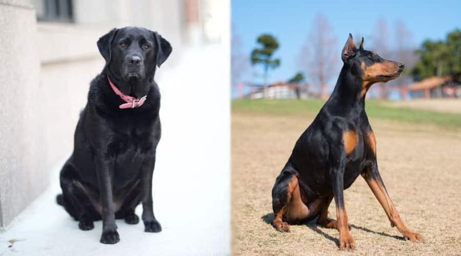 Two Black Dogs Sitting