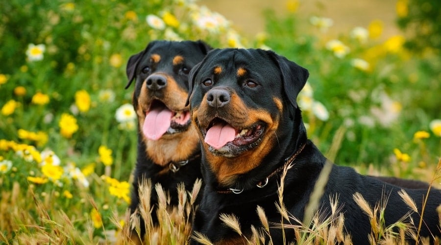 Two Black and Rust Dogs in Spring Flowers