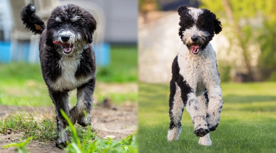 Two Dogs Running In Grass