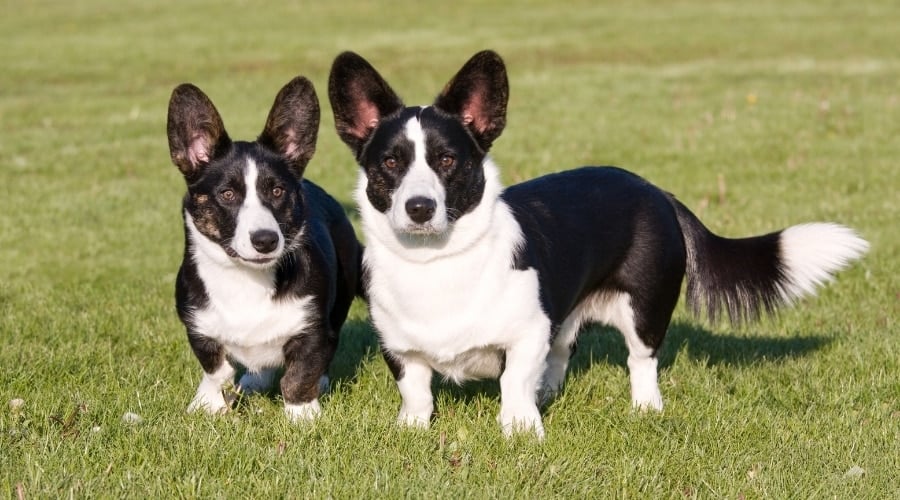 Two Black and white Dogs Stand in Grass