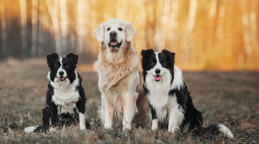 Two Border Collies and Golden Retriever Outdoors