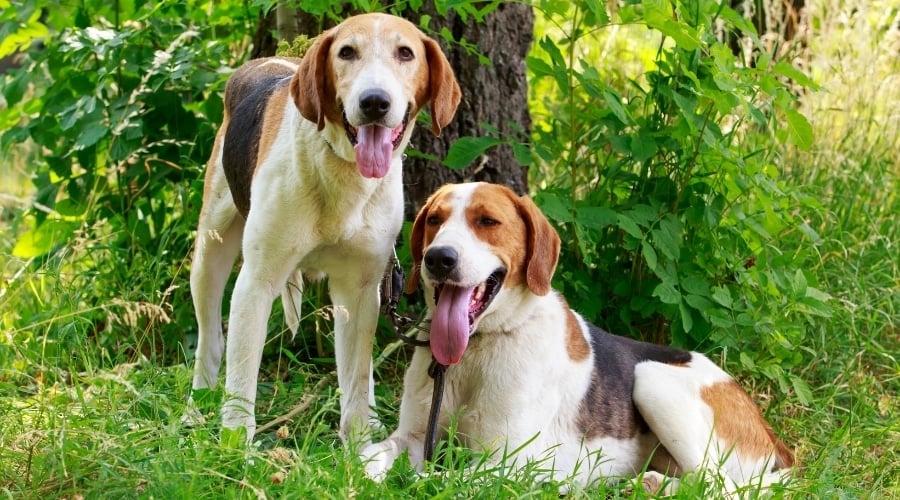 Two Brown, Black and White Hound Dogs