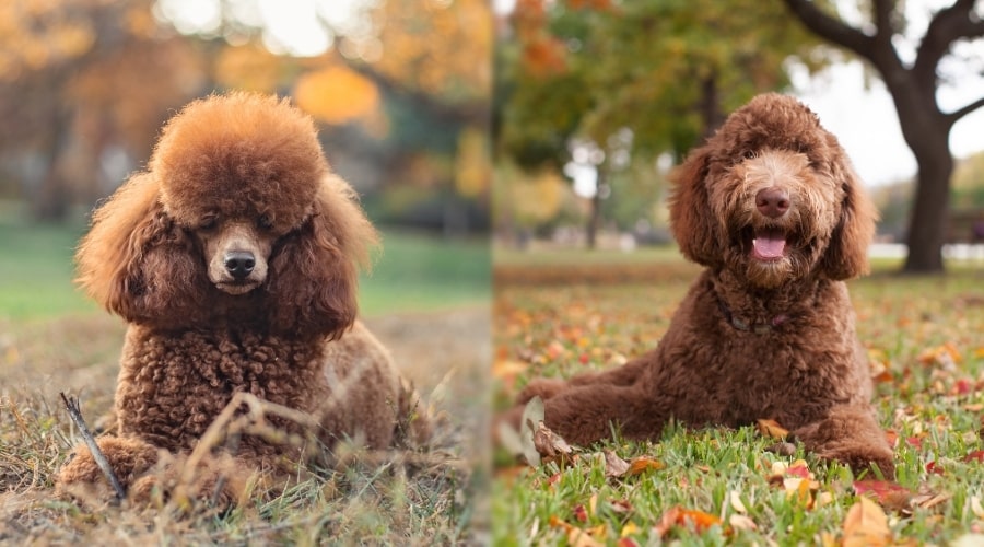 Two Brown Dogs Outside in Fall