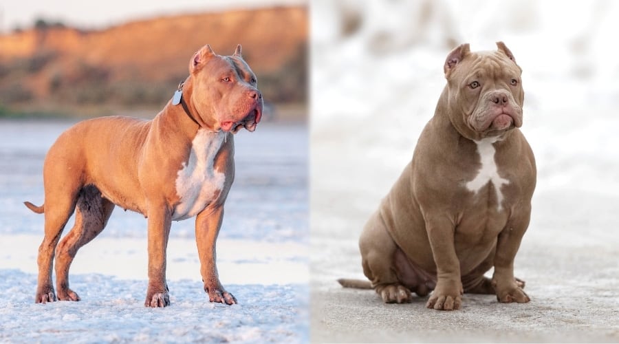 Two Brown Dogs Side by Side