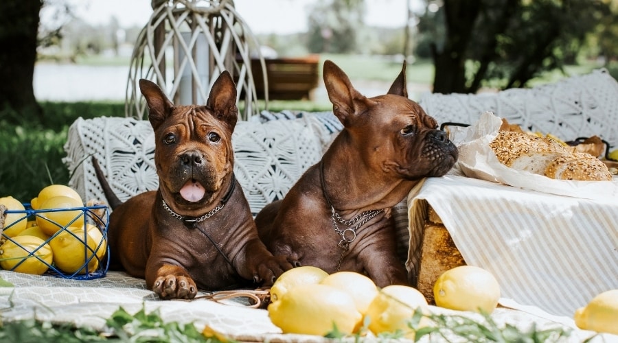 Two Brown Dogs on a Picnic With Sweets