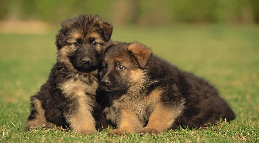 Two Cute Puppies Hugging