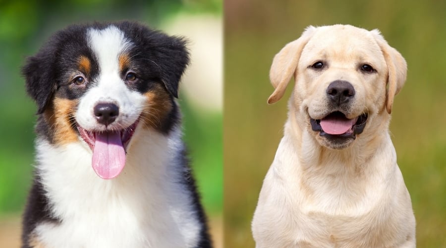 Australian Shepherd vs Labrador Retriever Puppies