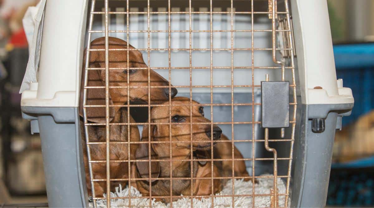 View of 8 Common Dachshund Health Issues - Canine Journal