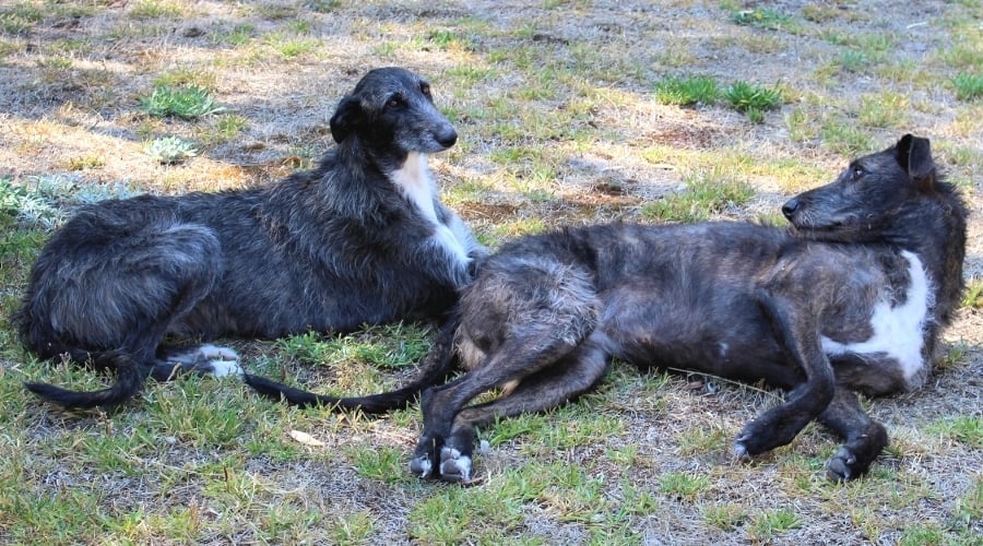 Two Dark Gray Skinny Dogs Laying in Grass