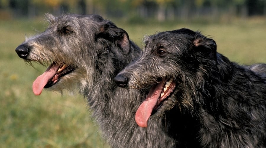 Two Dark Gray Wiry Dogs With Their Tongues Out